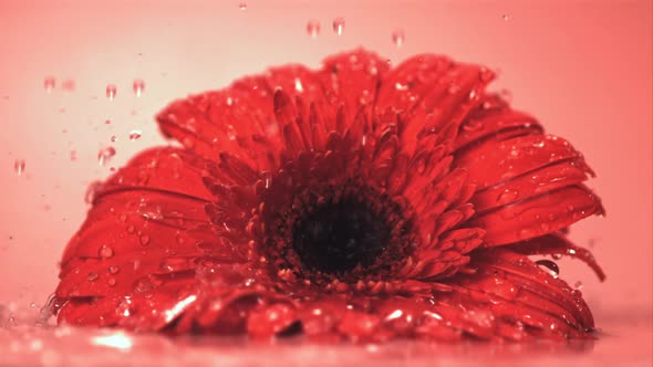 Super Slow Motion on the Flower Gerbera Falls Water