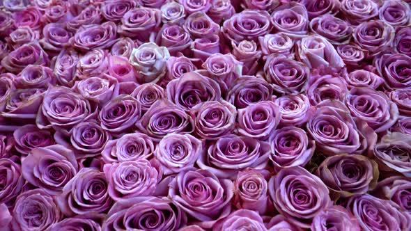 Natural Roses Background