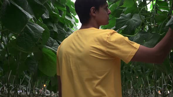 In Greenhouse Cucumber Checked By Men of Agriculture and Production Spbd