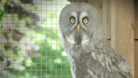 CLOSE UP, Great Grey owl looks at the world outside before taking off