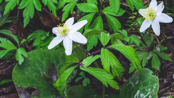 White Spring Flowers Blooming