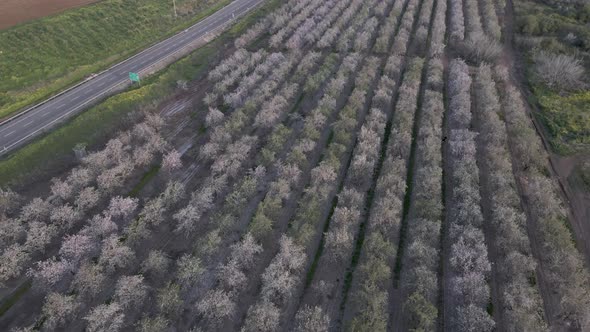 Aerial View of the Almond Blossoms Trees