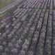 Aerial View of the Almond Blossoms Trees - VideoHive Item for Sale
