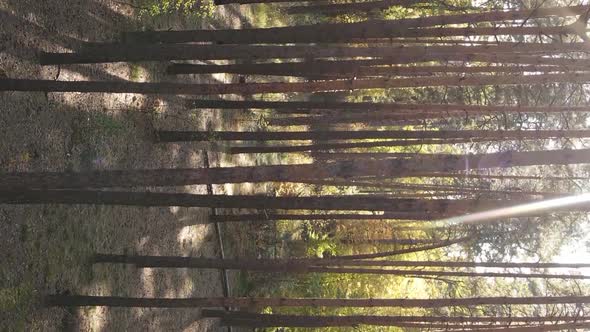 Vertical Video of a Forest with Many Trees in Autumn