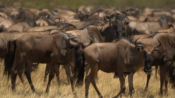 Wildebeests in Maasai Mara National Reserve