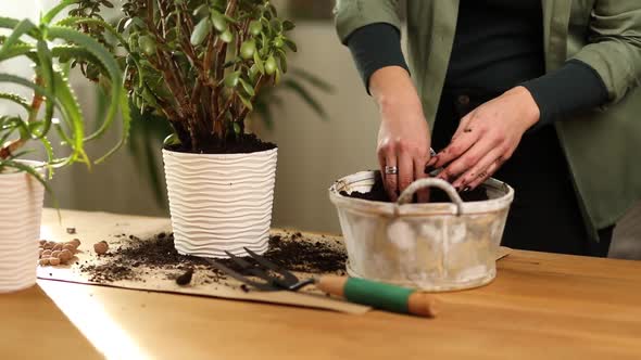 Gardener putting fibre soil by hands, transplant plant Crassula