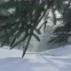 Winter Fir Forest Fast Fly Through - VideoHive Item for Sale