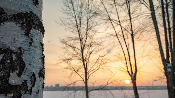 Beautiful Winter Sunset Camera Movement From Bottom to Top Along a Birch