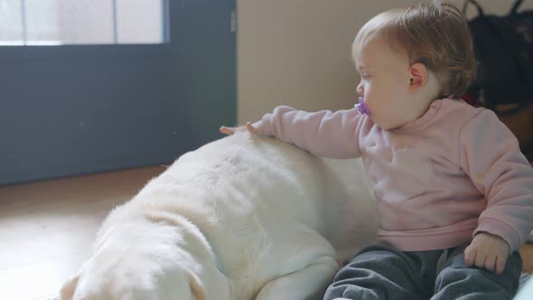 Cute baby petting a big white dog