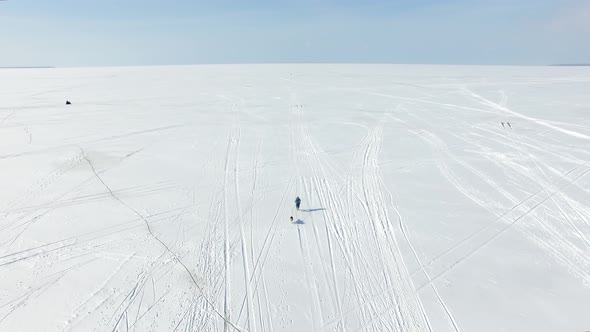 Aerial: Sprinter in harness with sled dog on a frozen bay in winter