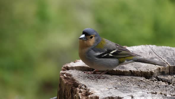 Madeiran chaffinch bird close up shot (Madeira, Portugal)