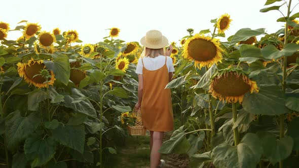 A Woman is Walking Through a Field of Sunflowers with a Basket of Flowers in Her Hands