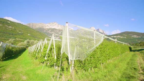 Plantation with Apple Trees Growing in Highland Valley