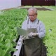 asian elder male business owner observes about growing organic arugula on hydroponics farm - VideoHive Item for Sale