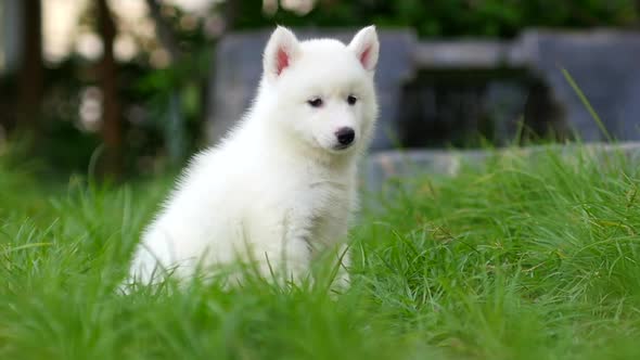 Close Up Siberian Husky Puppy Looking On Green Grass