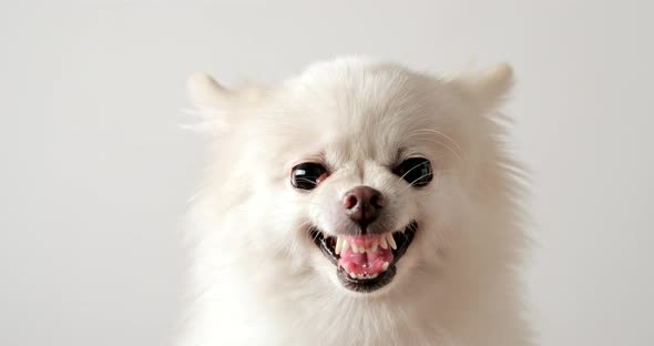 Pomeranian dog get angry 