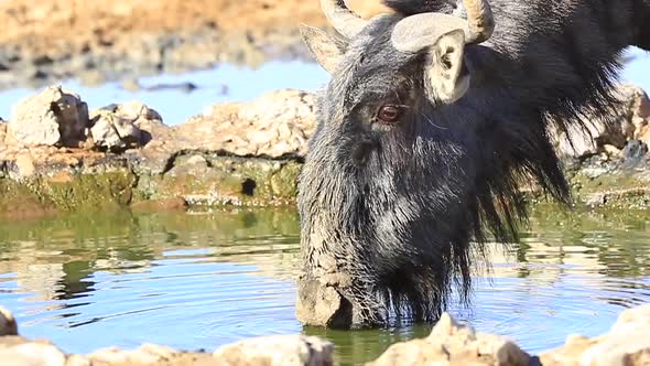 Mud caked Wildebeest gets spooked while drinking water, close up