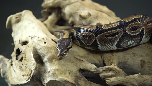 Royal Python or Python Regius on Wooden Snag at Black Background. Close Up