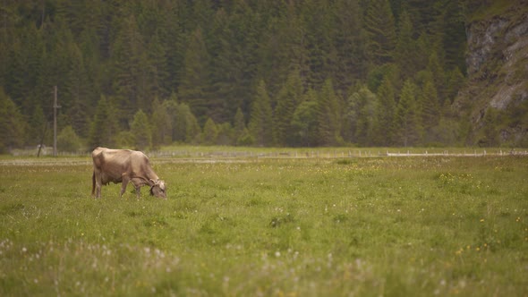 A lonely Brown Swiss cow grazing on a green field with a pine tree woodland on background