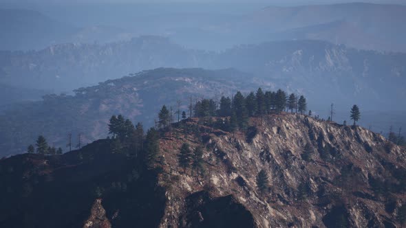 Forest of Green Pine Trees on Mountainside