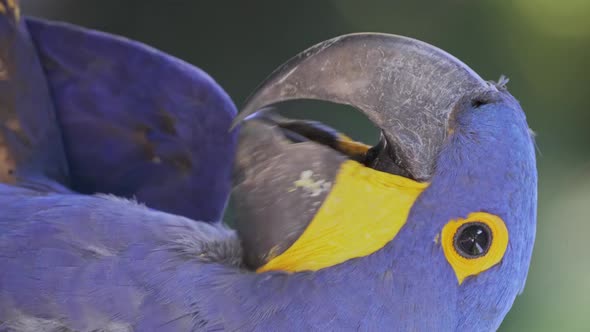 Close-up of hyacinth macawing tongue with open beak, vertical shot