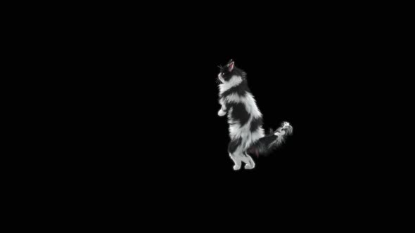 Cat Dancing HD