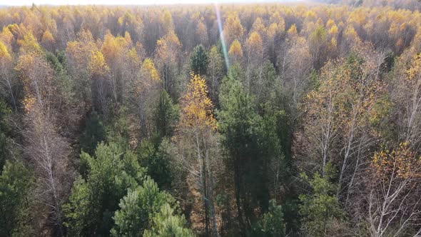 Forest with Trees in the Fall