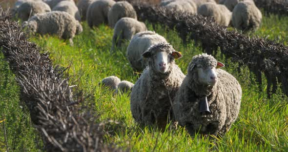 Domestic sheeps ( merinos d Arles), grazing in the vineyards, Occitanie, France