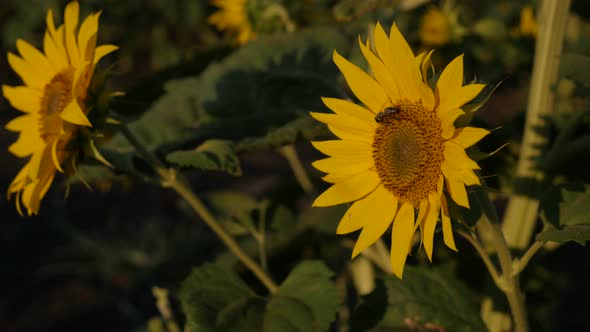 Helianthus plant in the field close-up 4K 2160p 30fps  UltraHD footage - Yellow sunflower petals sha