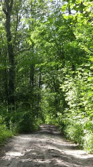 Vertical Video of Green Forest By Day