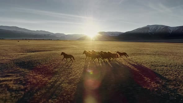 Horses Running Free in Meadow with Snow Capped Mountain Backdrop