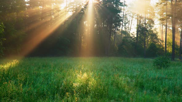 Walk in Green Meadow in Fairy Forest. Morning Sun Rays Emerging Though the Green Trees Branches