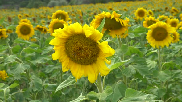 Beautiful Sunflower