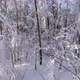 Snowy winter forest Span between trees on drone copter. Sunday holiday. - VideoHive Item for Sale