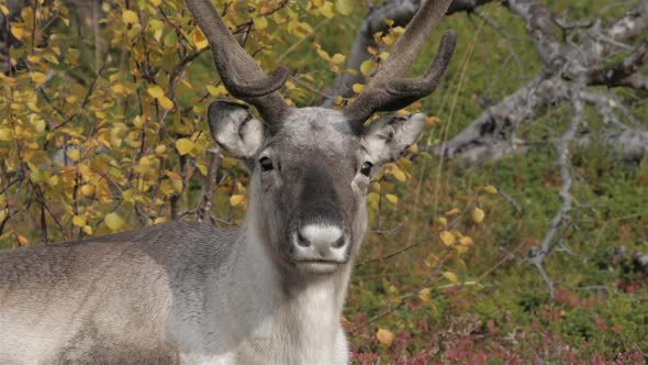 Reindeer