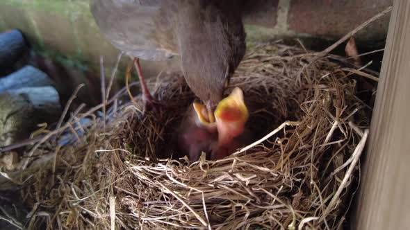 blackbird nesting and feeding chicks