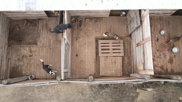 Aerial View of a Shelter for Stray Dogs.