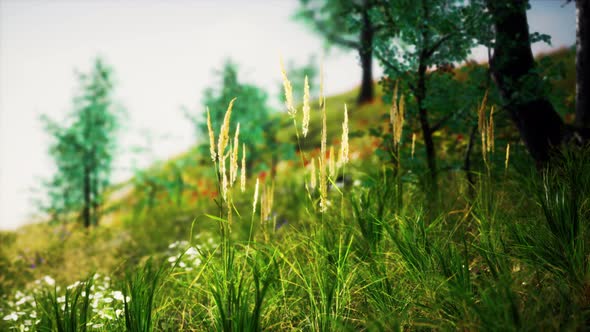 Grass Field and Forest Trees