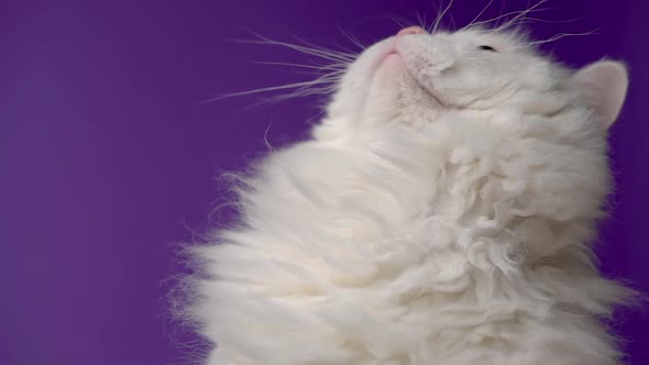 Adorable Cute Domestic Pet. Fluffy White Cat Isolated on Violet Background in Studio. Animals