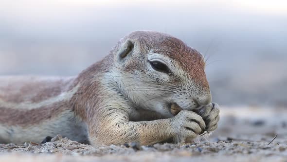 Feeding Ground Squirrel