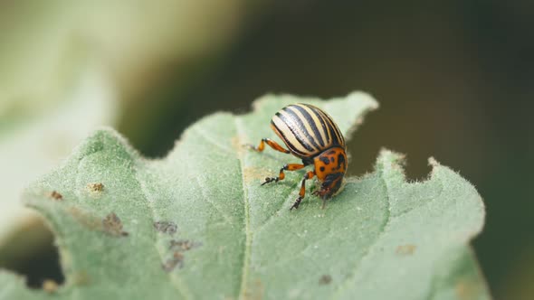 Leptinotarsa Decemlineata