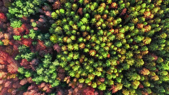 Aerial view of red autumn forest at sunset in Poland