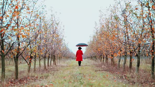 Woman in red coat, hat and umbrella walking alone between trees in apple garden at autumn. Drone