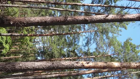 Vertical Video of a Forest with Trees