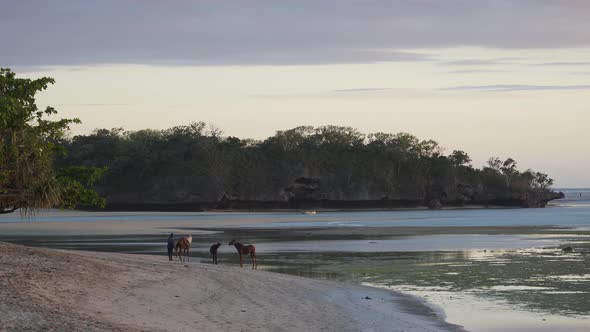 Handlers with their horses on tropical beach with low tide in Fiji during sunset