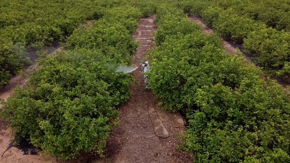 Man spraying pesticides, pesticide, insecticides on fruit lemon growing plantation drone aerial view