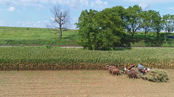 Aerial Side View of Amish Harvesting There Corn Using Six Horses and Three Men