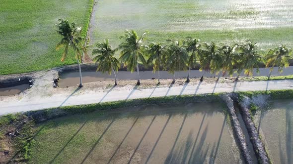 Aerial sliding over row of coconut trees at paddy field 