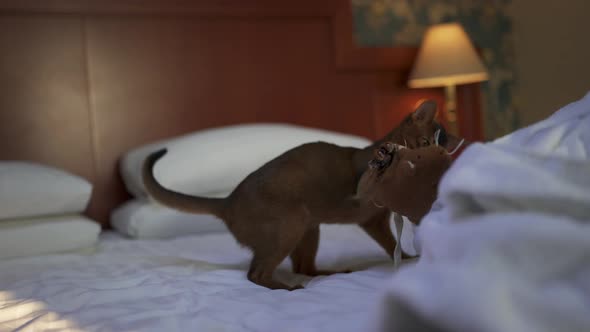 Cute Abyssinian Cat Playing with a Mouse and a Piece of Paper
