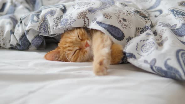 Cute Ginger Cat Sleeps in Bed. Fluffy Pet Comfortably Settled Under Blanket.